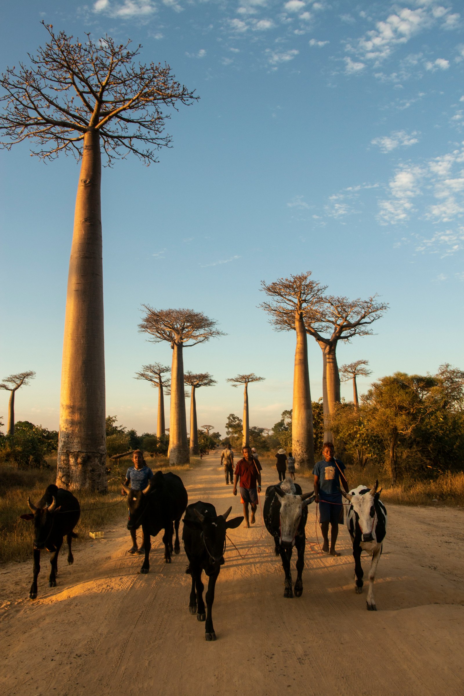 Baobaby i zebu — Madagaskar autentyczny